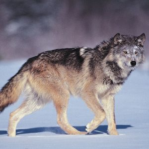 Gray-wolf